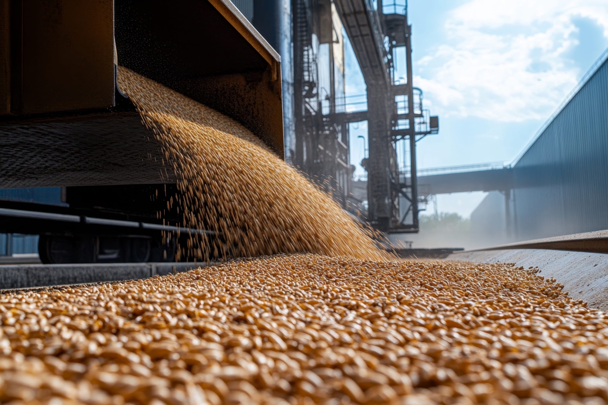 grains (1)